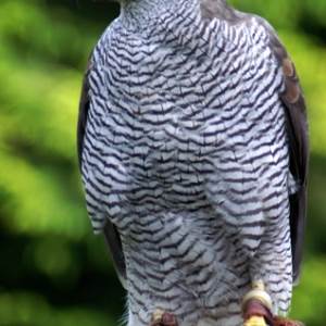 Central Coast SEO Smithee